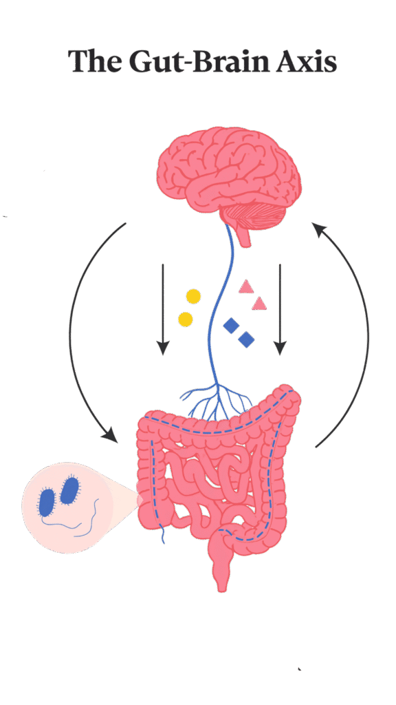gut brain axis